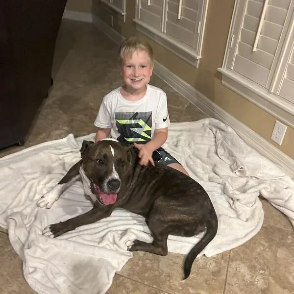 An adult large-sized male Brindle Pit Bull Terrier dog named Lucky Bubby So Squishy for adoption in Friendswood, TX