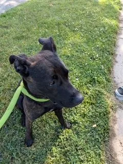 An adult large-sized female Mixed Breed dog named Daphne for adoption in South Bend, IN