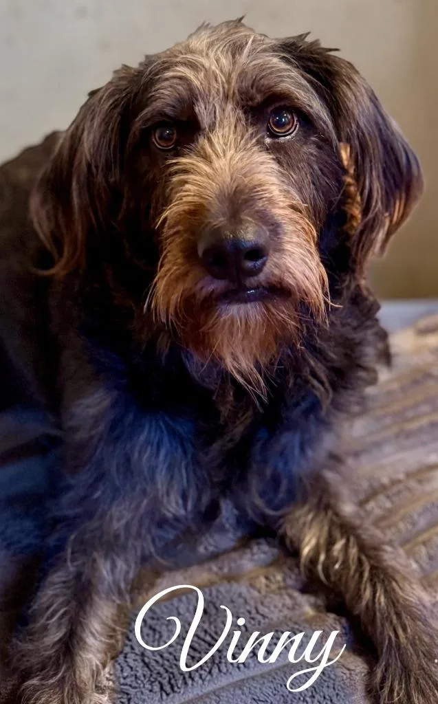 A young medium-sized male Terrier dog named Vinny for adoption in West Bloomfield, MI