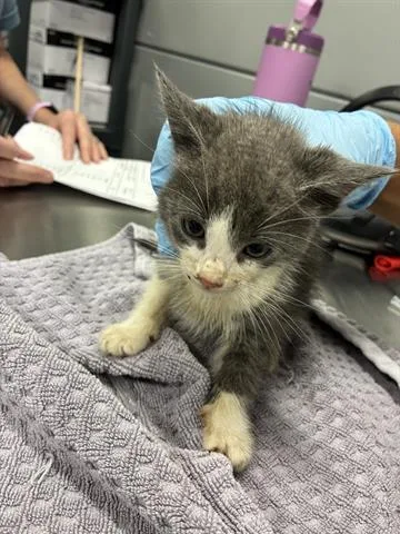A baby small-sized male Domestic Medium Hair cat named Beachy for adoption in San Martin, CA