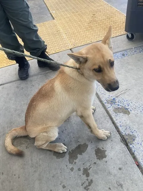 A baby medium-sized male Yellow / Tan / Blond / Fawn Shepherd dog named Eren for adoption in Thousand Oaks, CA