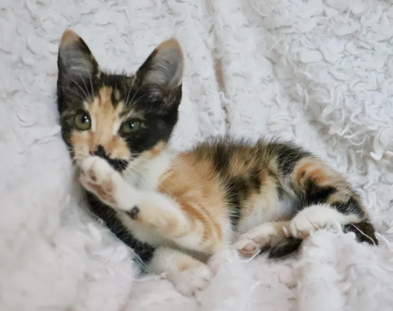 A baby medium-sized female Calico cat named Mochi for adoption in Saint Augustine, FL