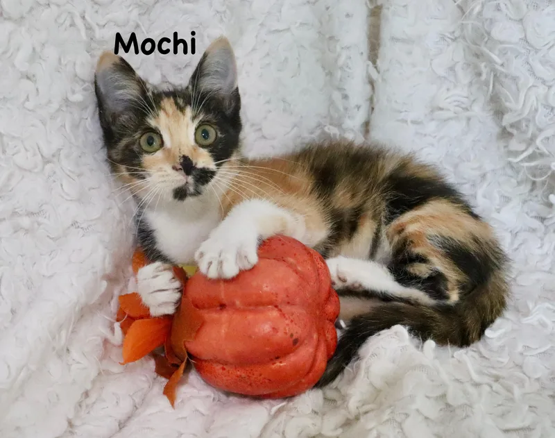 Mochi thumbnail 2