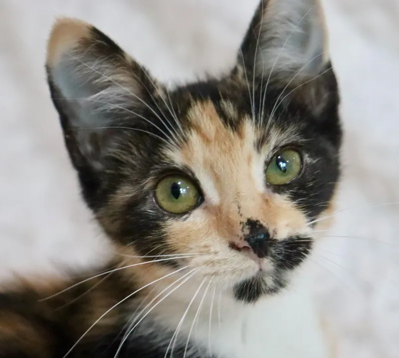 Mochi thumbnail 3