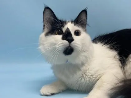 A young small-sized male Domestic Long Hair cat named Sullivan for adoption in Woodbury, MN
