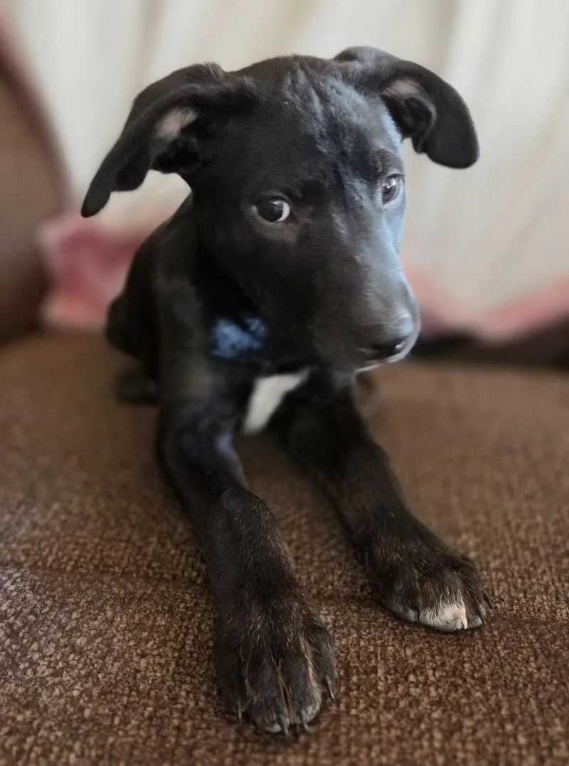 A young medium-sized male Labrador Retriever dog named Oreo for adoption in Cottage Grove, MN