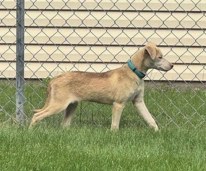 A young medium-sized female Labrador Retriever dog named Tilly for adoption in Cottage Grove, MN