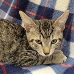 A baby medium-sized male Tabby (Gray / Blue / Silver) Tabby cat named Break Out for adoption in Green Valley, AZ