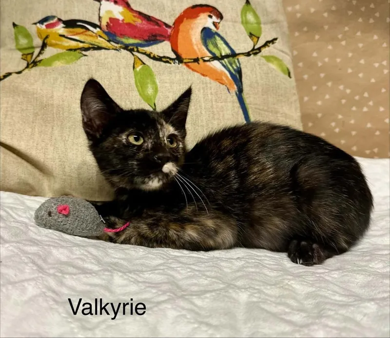 Valkyrie thumbnail 4
