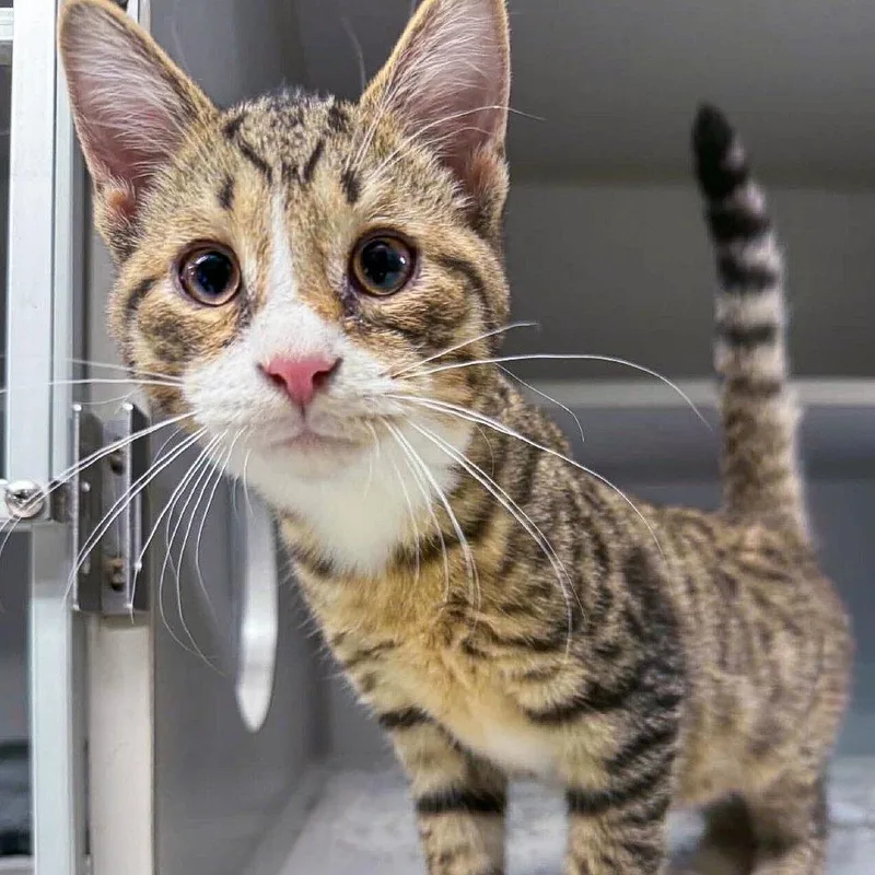 A baby small-sized male Brown / Chocolate Domestic Short Hair cat named Gabe for adoption in Falls Church, VA