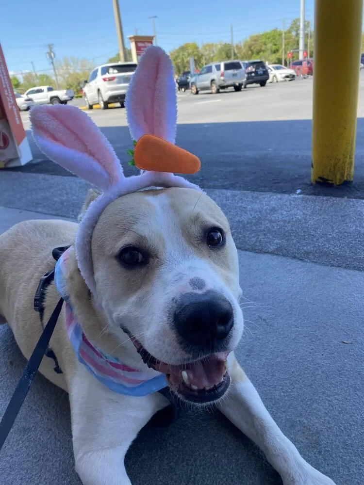 A young large-sized male White / Cream Beagle dog named Benny for adoption in Milton, FL