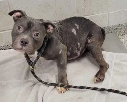 An adult medium-sized male Gray / Blue / Silver Pit Bull Terrier dog named Bilbert for adoption in Kansas City, MO