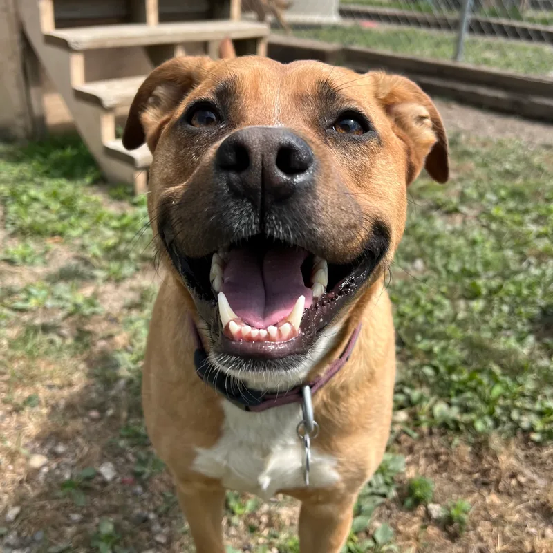 Hannah No Fee thumbnail 2