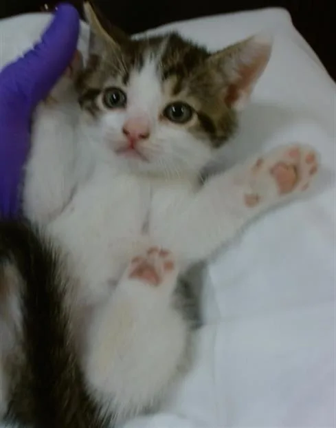 A baby small-sized male Domestic Short Hair cat named David for adoption in Miami, FL