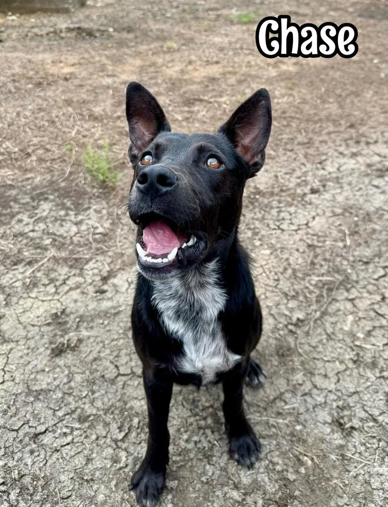 A young medium-sized male Tricolor (Brown, Black, & White) Australian Cattle Dog / Blue Heeler dog named Chase for adoption in Tulsa, OK