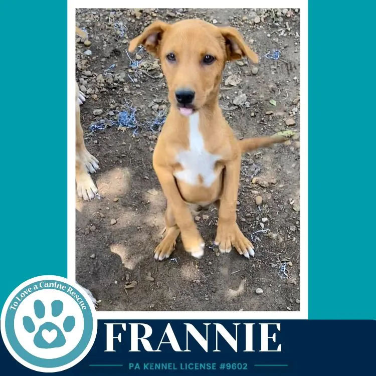 A baby medium-sized female White / Cream Labrador Retriever dog named Frannie for adoption in Kimberton, PA