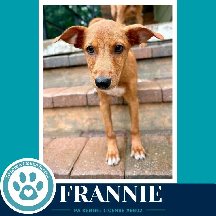 Frannie thumbnail 2