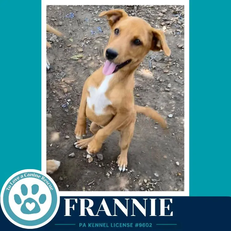 Frannie thumbnail 3