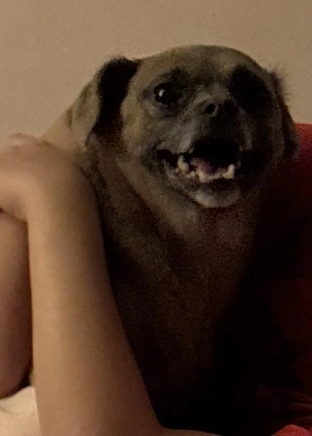 An adult small-sized male Puggle dog named Rocky for adoption in Manchester, CT