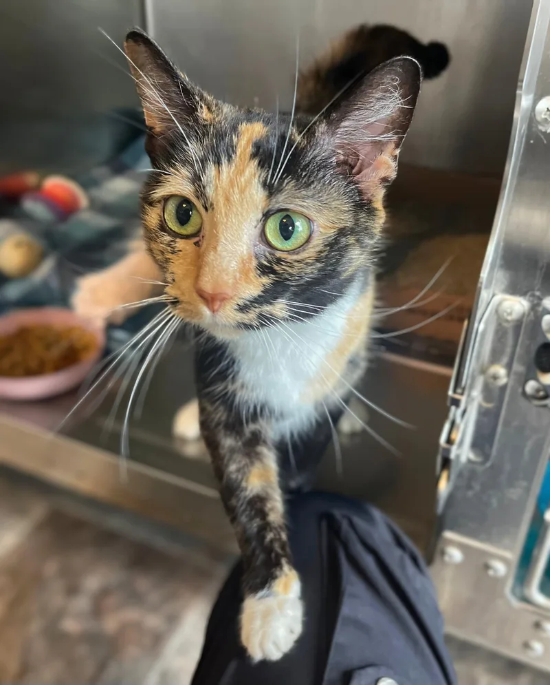 An adult medium-sized female Tortoiseshell Domestic Short Hair cat named Pina Colada for adoption in Seville, OH