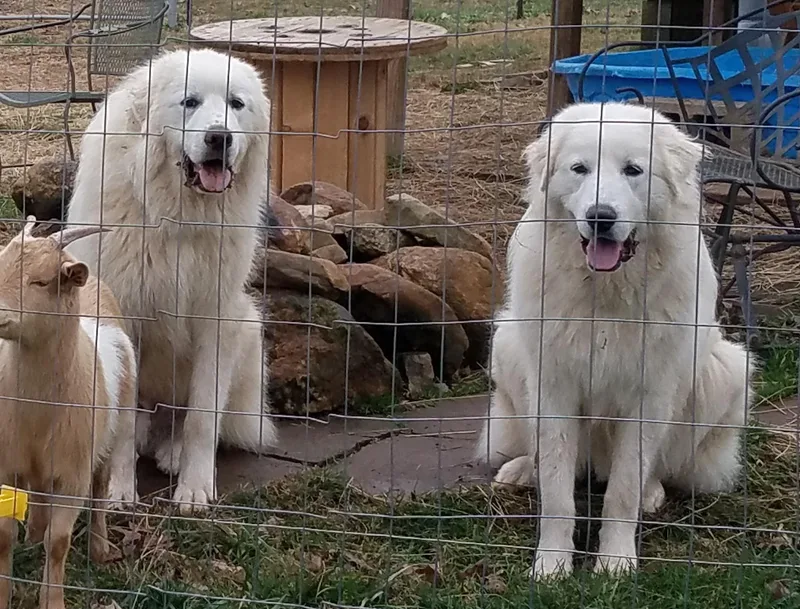 An adult extra large-sized male White / Cream Great Pyrenees dog named Moose for adoption in Claremont, NC