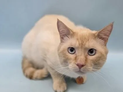 An adult small-sized male Siamese cat named Talkay for adoption in Woodbury, MN