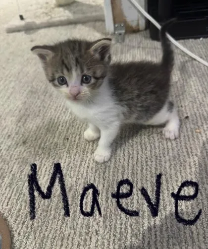 Maeve