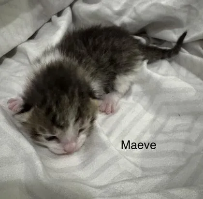 Maeve thumbnail 2