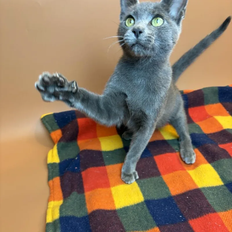 A baby medium-sized female Gray / Blue / Silver Domestic Short Hair cat named Acorn for adoption in San Antonio, TX