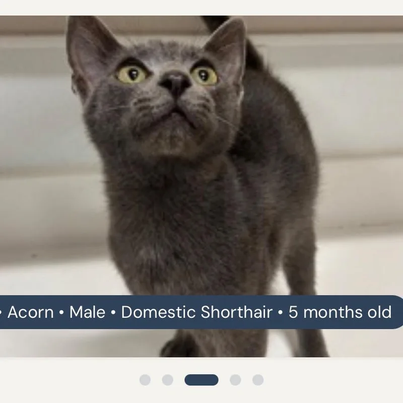 Acorn thumbnail 3
