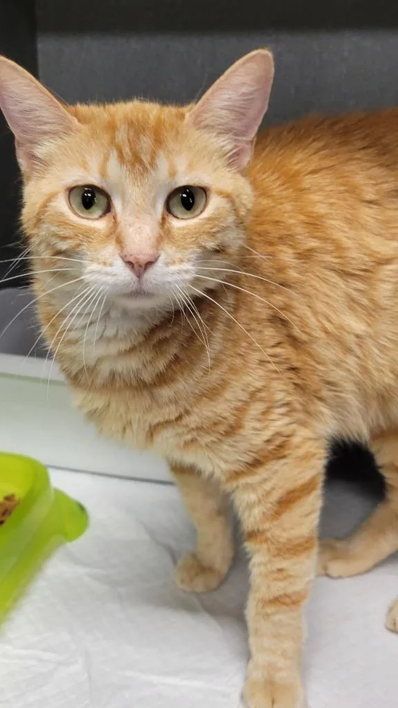 A young large-sized female Domestic Short Hair cat named Boo Boo for adoption in Metter, GA