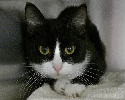 An adult small-sized female Domestic Short Hair cat named Petals for adoption in West Seneca, NY