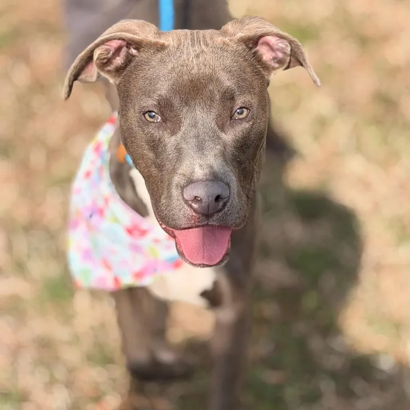 Smithereens thumbnail 4