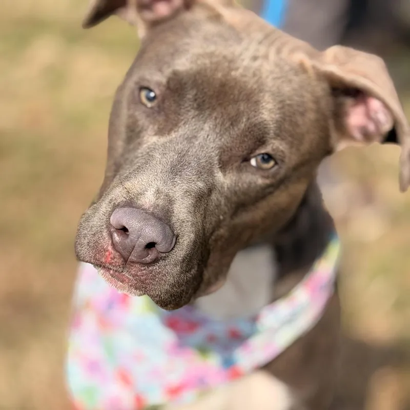 Smithereens thumbnail 6