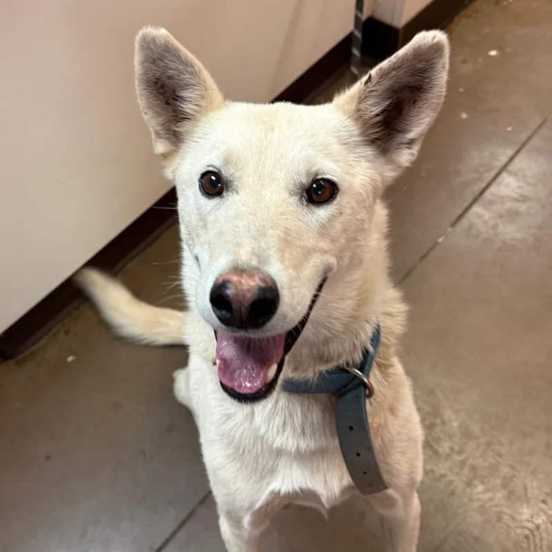 An adult medium-sized male Black Mixed Breed dog named Chevy for adoption in Flagstaff, AZ