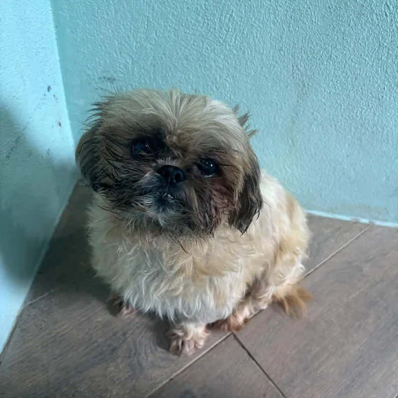 An adult small-sized female White / Cream Shih Tzu dog named Lady Love for adoption in LOXAHATCHEE, FL