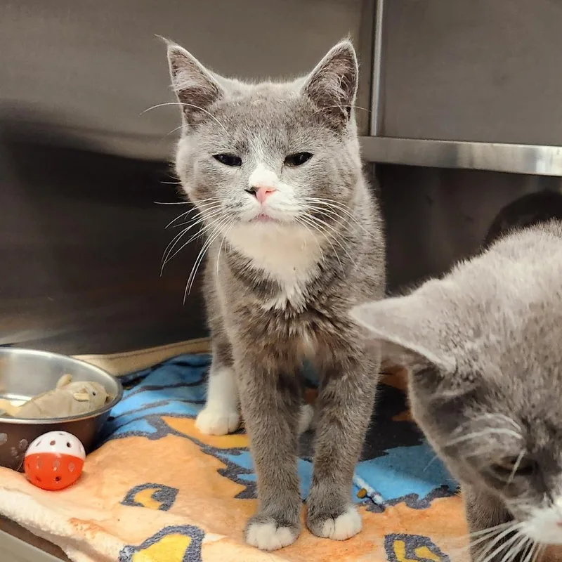 A young medium-sized male Gray / Blue / Silver Domestic Short Hair cat named Nosey for adoption in Delaware, OH