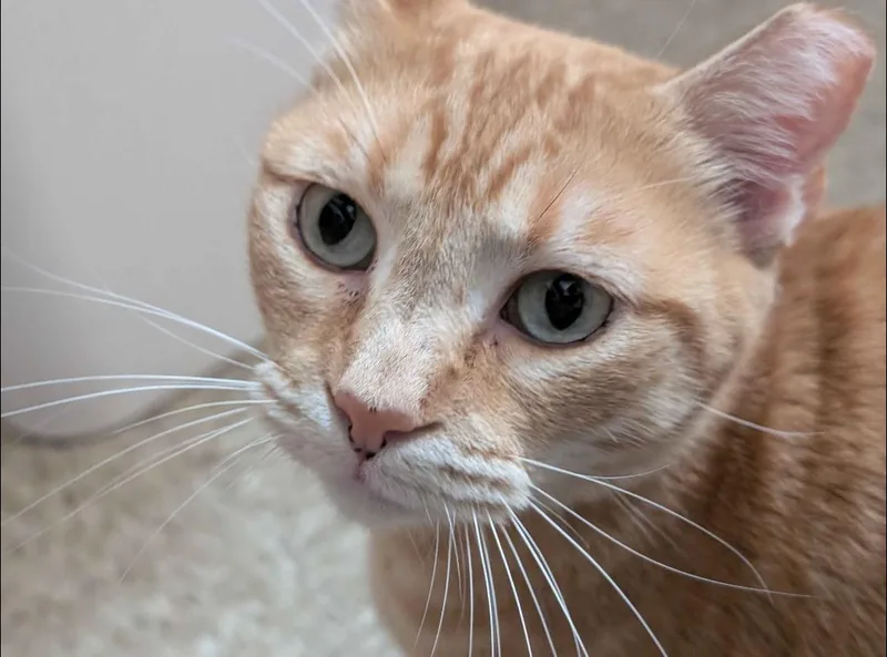 A young medium-sized female Orange / Red Domestic Short Hair cat named Honey for adoption in Pearland, TX