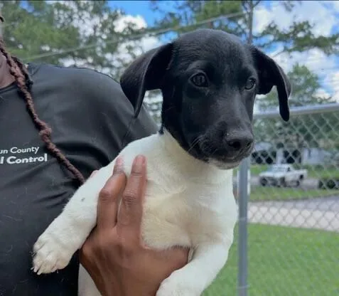 Pup Damian