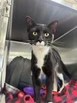 A young medium-sized male Black & White / Tuxedo Domestic Short Hair cat named Gregory for adoption in Manitowoc, WI