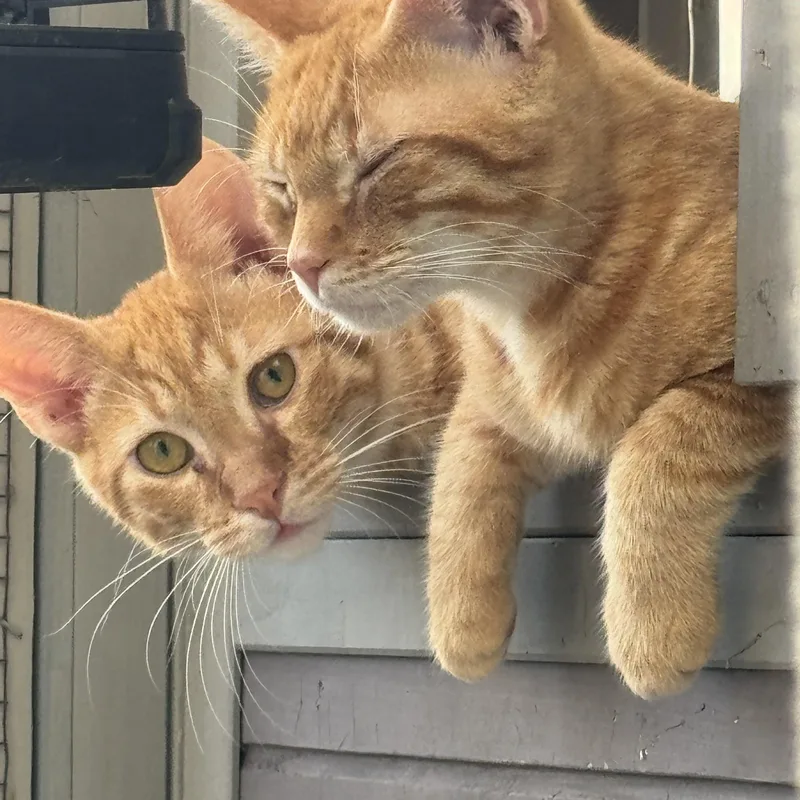 A young medium-sized male Orange & White Tabby cat named Simba for adoption in Kissimmee, FL