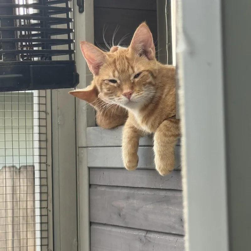 Simba thumbnail 2