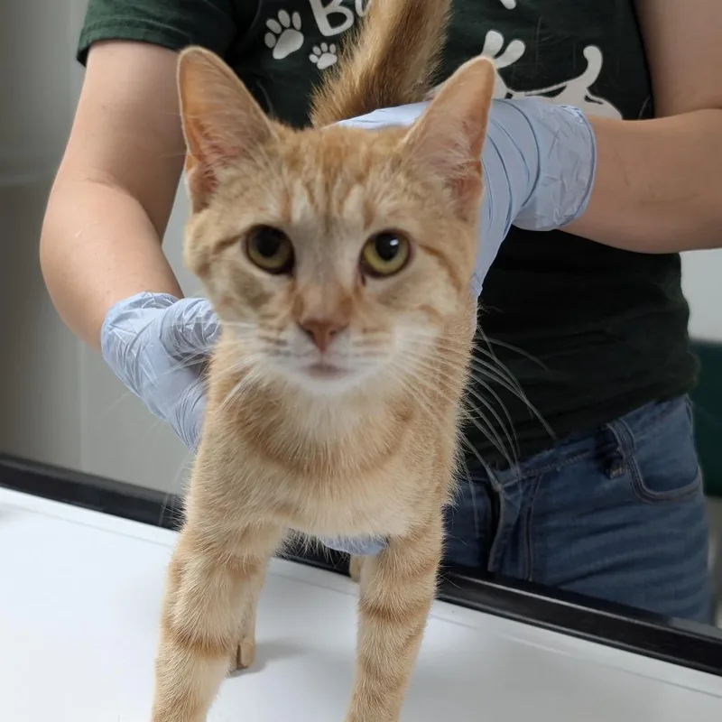 A young medium-sized female Domestic Short Hair cat named Luna R for adoption in Canton, IL