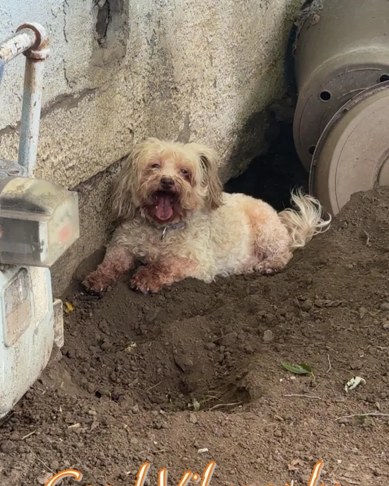 A senior small-sized female Apricot / Beige Miniature Poodle dog named Tia for adoption in Plattsmouth, NE