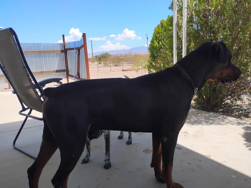 A young large-sized male Rottweiler dog named Max for adoption in Gilbert, AZ