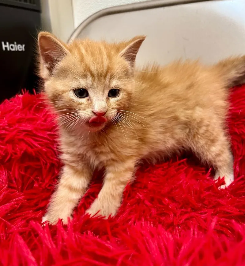 A baby small-sized male Domestic Short Hair cat named Zirkar for adoption in Clinton, SC