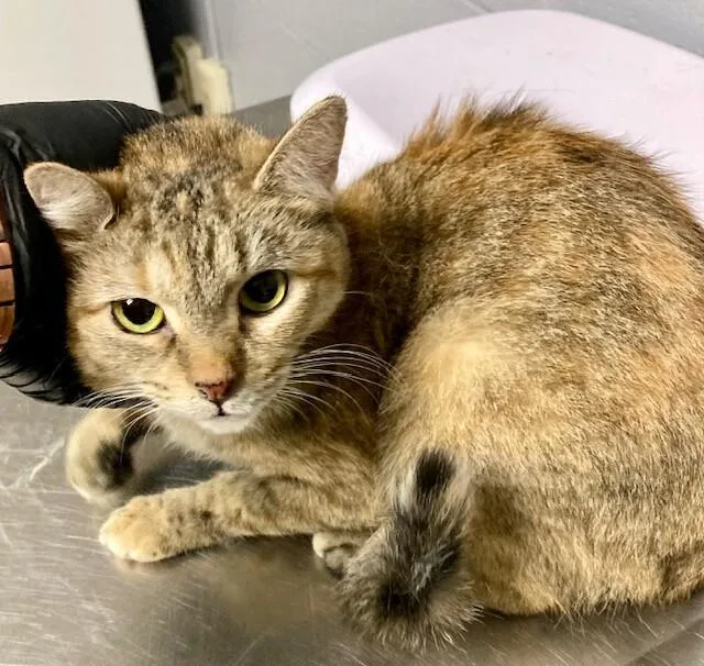 An adult medium-sized female Black Domestic Short Hair cat named Carol for adoption in Cincinnati, OH