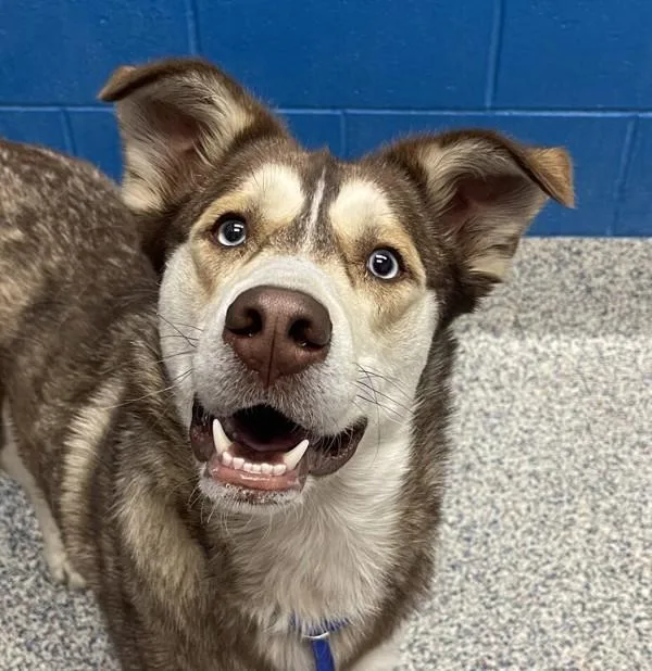 A young medium-sized male Siberian Husky dog named Levi for adoption in Golden, CO