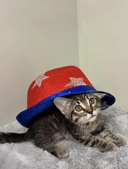 A baby medium-sized male Domestic Short Hair cat named Warrior for adoption in Picayune, MS