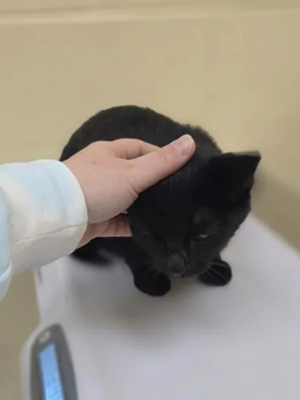 A young medium-sized female Domestic Short Hair cat named Linda for adoption in Westland, MI